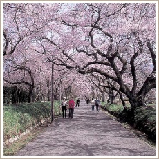 徳佐八幡宮のしだれ桜