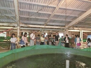 笠戸ひらめの餌やり体験