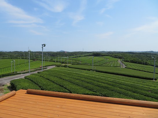 藤河内茶園