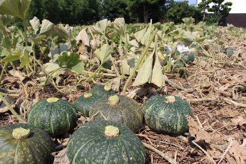野菜収穫体験