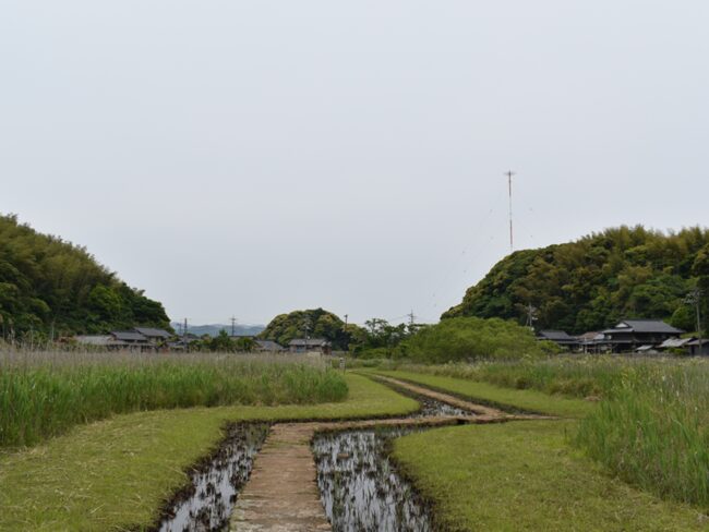 ガマの群生地
